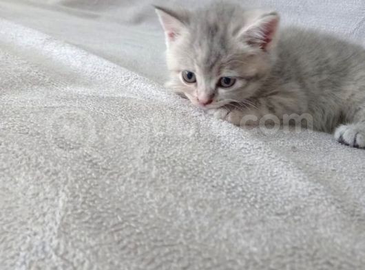 1.5 Aylık Dişi görsel