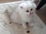 2 Adet Dişi Ve 1 Adet Longhair Silver Shaded Ns11 Yavrularım Müsait