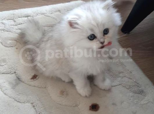 2 Adet Dişi Ve 1 Adet Longhair Silver Shaded Ns11 Yavrularım Müsait görsel