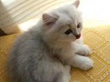 2 Adet Dişi Ve 1 Adet Longhair Silver Shaded Ns11 Yavrularım Müsait