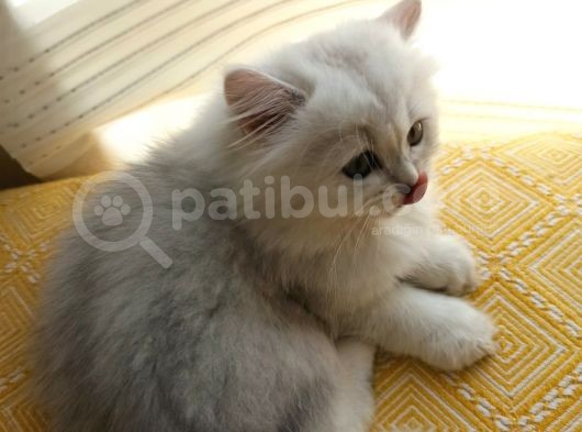 2 Adet Dişi Ve 1 Adet Longhair Silver Shaded Ns11 Yavrularım Müsait görsel
