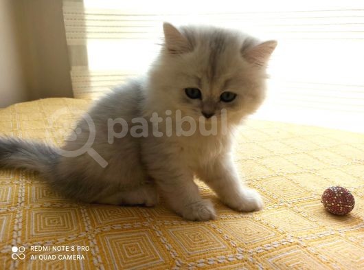 2 Adet Dişi Ve 1 Adet Longhair Silver Shaded Ns11 Yavrularım Müsait görsel