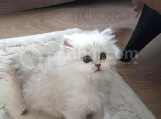 2 Adet Dişi Ve 1 Adet Longhair Silver Shaded Ns11 Yavrularım Müsait görsel