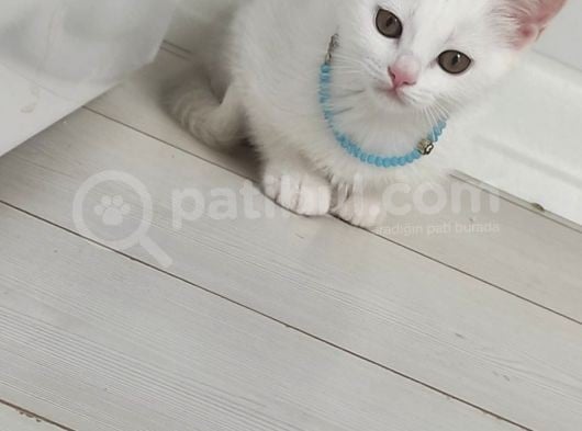 70 Günlük Kedilerimiz görsel