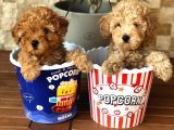 Toy Poodle Yavrular (Red, Red Brown, Apricot, Silver, Siyah)