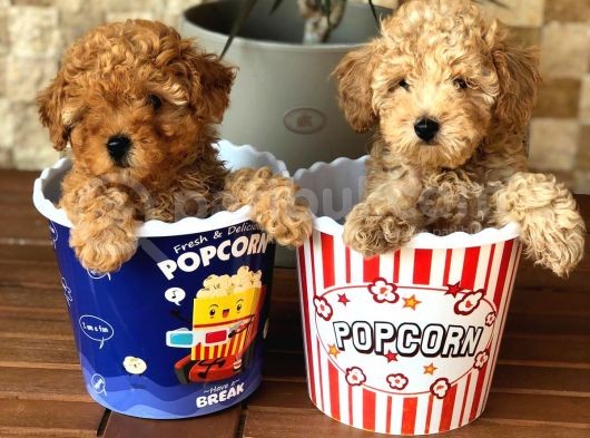 Toy Poodle Yavrular (Red, Red Brown, Apricot, Silver, Siyah)