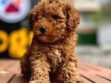 Toy Poodle Yavrular (Red, Red Brown, Apricot, Silver, Siyah)