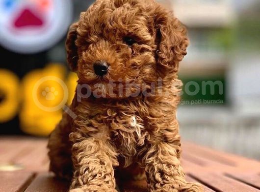 Toy Poodle Yavrular (Red, Red Brown, Apricot, Silver, Siyah) görsel