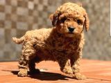 Toy Poodle Yavrular (Red, Red Brown, Apricot, Silver, Siyah)