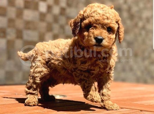 Toy Poodle Yavrular (Red, Red Brown, Apricot, Silver, Siyah) görsel