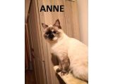 Ash Black British Shorthair