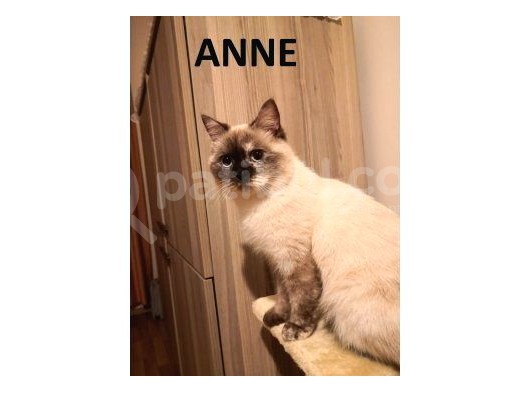 Ash Black British Shorthair görsel