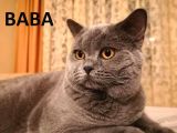 Ash Black British Shorthair