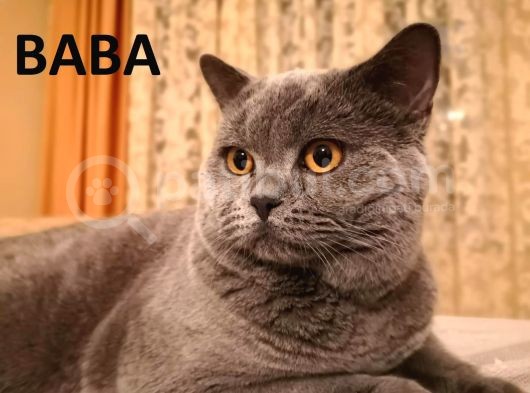 Ash Black British Shorthair görsel