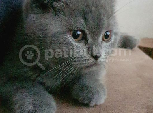 Göreceğiniz En Sakin En Uyumlu En Sevgi Dolu Kedi görsel