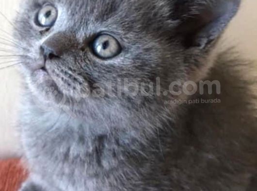British Shorthair