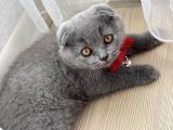 2 aylık dişi BRİTİSH SHORTHAİR yavrusu
