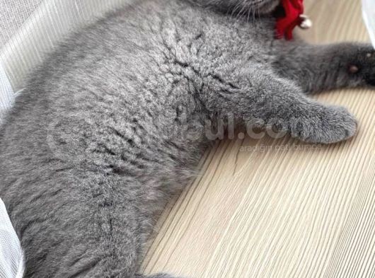 2 Aylık Dişi Bri̇ti̇sh Shorthai̇r Yavrusu görsel