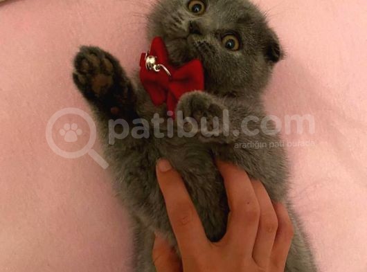 2 Aylık Dişi Bri̇ti̇sh Shorthai̇r Yavrusu görsel