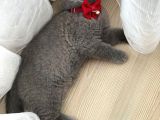 2 Aylık Dişi Bri̇ti̇sh Shorthai̇r Yavrusu