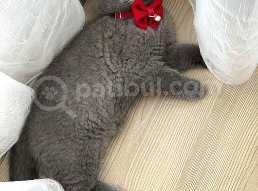 2 Aylık Dişi Bri̇ti̇sh Shorthai̇r Yavrusu görsel