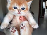 Anne Altından Sağlıklı British Shorthair Yavrular Secereli Gold