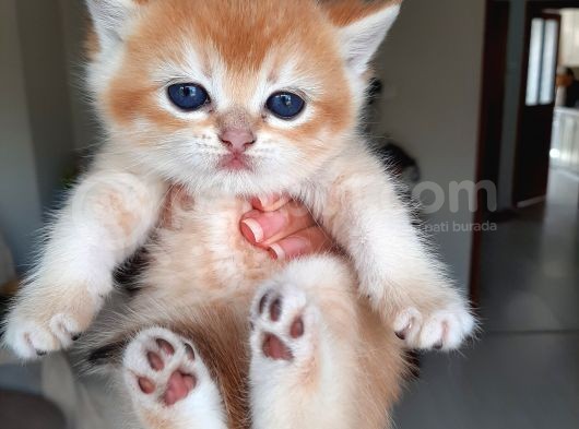 Anne Altından Sağlıklı British Shorthair Yavrular Secereli Gold görsel