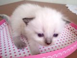 Scottish Fold Blue Point Yavrular 2 Aylık