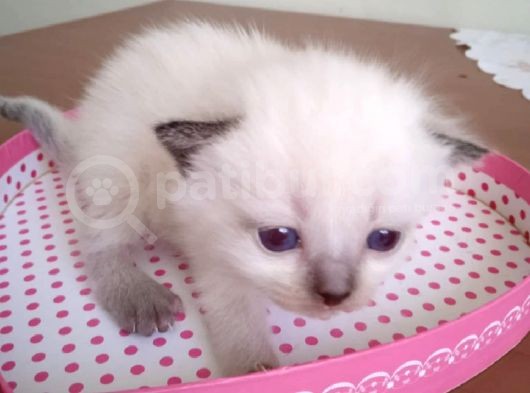 Scottish Fold Blue Point Yavrular 2 Aylık