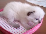 Scottish Fold Blue Point Yavrular 2 Aylık