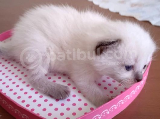 Scottish Fold Blue Point Yavrular 2 Aylık görsel