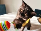 Ash Black British Shorthair
