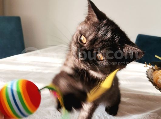 Ash Black British Shorthair görsel