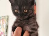 Ash Black British Shorthair