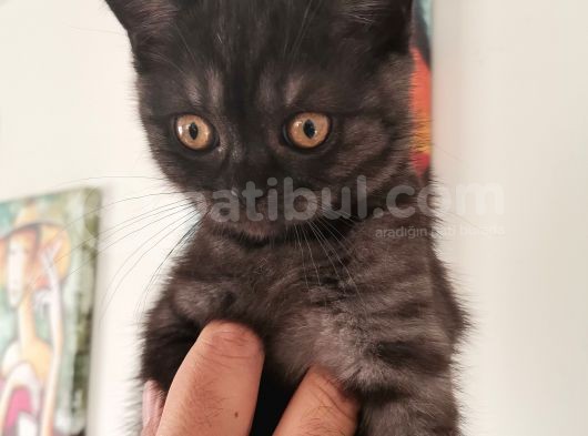 Ash Black British Shorthair