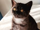 Ash Black British Shorthair