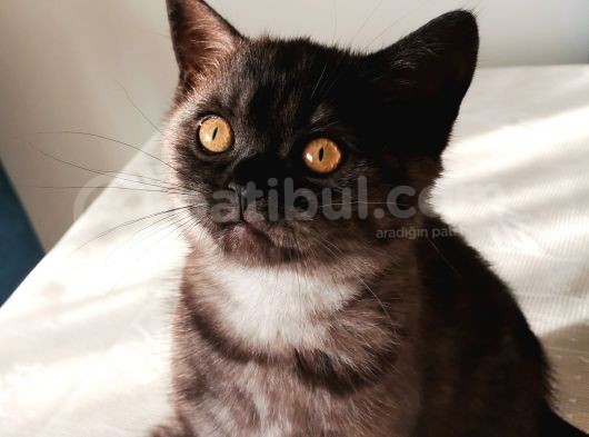 Ash Black British Shorthair görsel