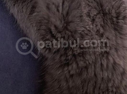 Göreceğiniz En Sakin En Uyumlu En Sevgi Dolu Kedi görsel