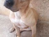 Nadir Renk Aa Kalite Pitbull