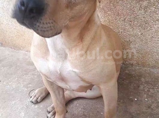 Nadir Renk Aa Kalite Pitbull görsel