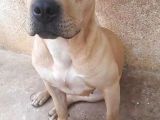 Nadir Renk Aa Kalite Pitbull