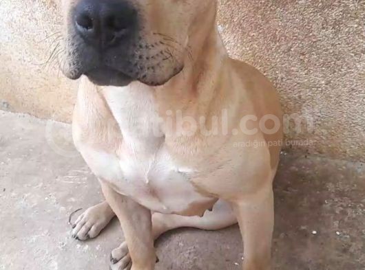 Nadir Renk Aa Kalite Pitbull görsel