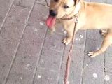Nadir Renk Aa Kalite Pitbull