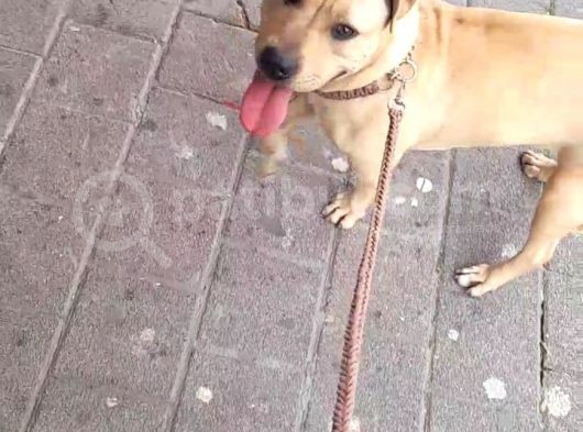 Nadir Renk Aa Kalite Pitbull görsel
