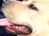 Nadir Renk Aa Kalite Pitbull
