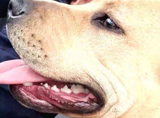 Nadir Renk Aa Kalite Pitbull görsel
