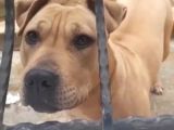 Nadir Renk Aa Kalite Pitbull