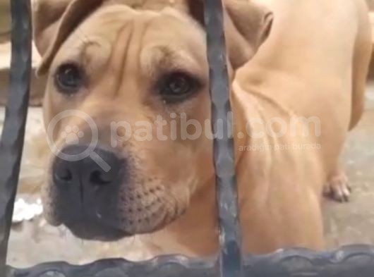 Nadir Renk Aa Kalite Pitbull
