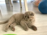 Safkan Irk Garantili Scottish Fold Ve British Yavrularımız