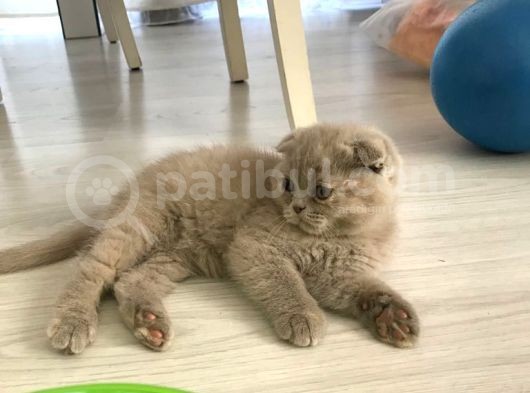 Safkan Irk Garantili Scottish Fold Ve British Yavrularımız görsel